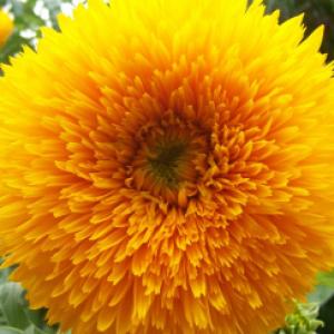 Sunflower ‘Double Dazzler’  - Helianthus annuus Dazzler