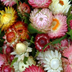 STRAW FLOWER ‘Colourful Mix’  - Helichrysum monstrosum mix