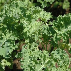 Kale 'Green Cossack' - Brassica oleracea L. var. Acephala