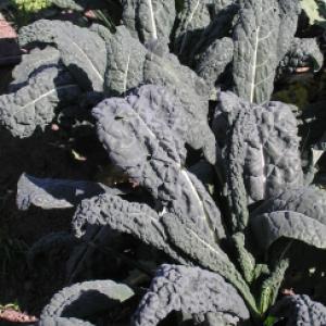 KALE ‘Toscano’ - Brassica oleracea L. var. acephala