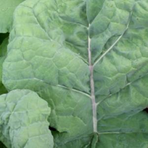 KALE ‘Thousand Headed’ - Brassica oleracea