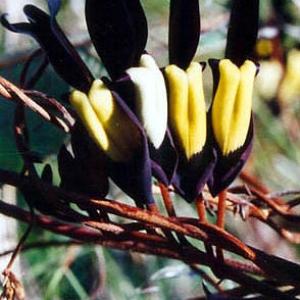 BLACK CORAL PEA - Kennedia nigricans