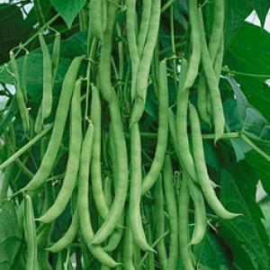 BEAN - CLIMBING ‘Kentucky Wonder’  - Phaseolus vulgaris