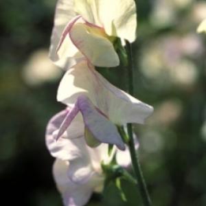 SWEETPEA – 'High Scent' - Lathyrus odoratus 'High Scent'