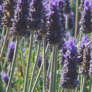 French Lavender - Lavendula dentata