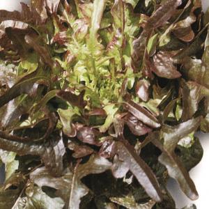 Lettuce 'Cocarde' - Lactuca sativa