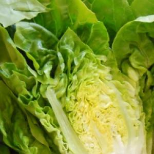 Lettuce 'Little Gem' - Lactuca sativa