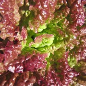 Lettuce 'Drunken Woman' - Lactuca sativa