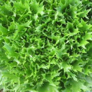 Lettuce ‘Tango’ - Lactuca sativa