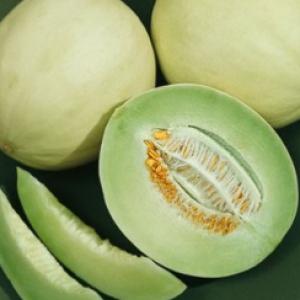 Melon ‘Honey Dew Green’ - Cucumis melo