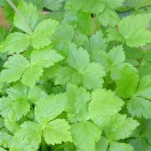 Mitsuba Japanese Parsley Seeds Herb Seed