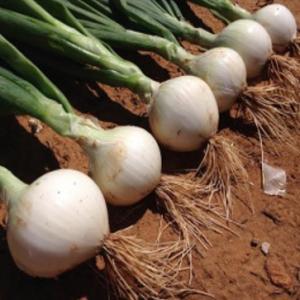 Onion ‘White Knight’ F1 - Allium cepa