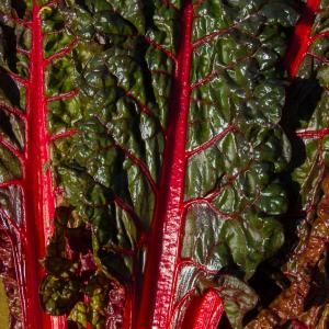 Silverbeet ‘Ruby Red Chard’ - Beta vulgaris