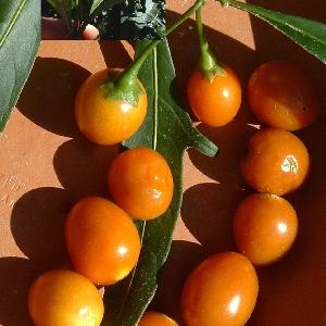Kangaroo Apple - Solanum laciniatum