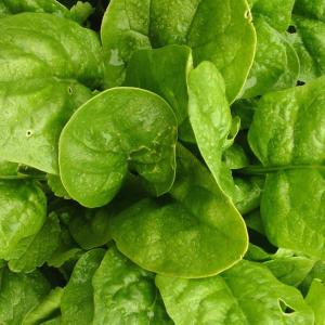 Spinach 'Steadfast' - Spinacea oleracea