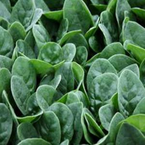 Spinach ‘Seaside’ F1 - Spinacea oleracea
