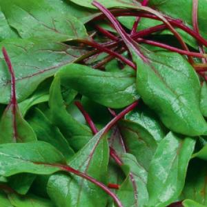 Spinach ‘Reddy’ F1 - Spinacea oleracea