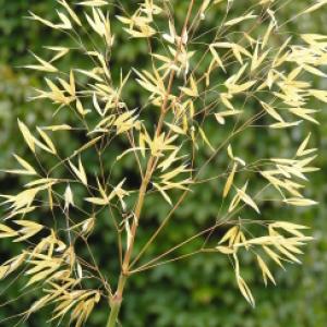 Ornamental Grass ‘Giant Feather Grass’  - Stipa gigantea