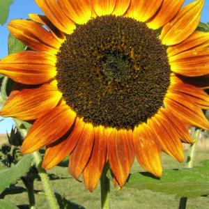 Sunflower 'Bronze Dawn' - Helianthus annus 'Bronze Dawn'