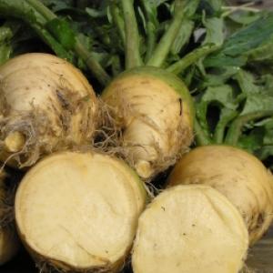 SWEDE ‘Tasmanian Butter’ - Brassica napus
