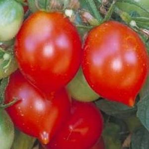 Tomato 'Riesentraube' - Lycopersicon esculentum