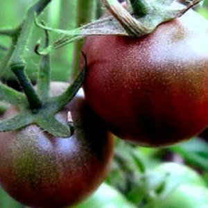 Tomato 'Black Cherry’' - Lycopersicon esculentum