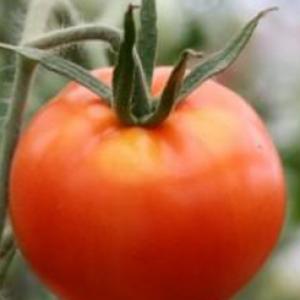 Tomato 'Red Cloud' - Lycopersicon esculentum