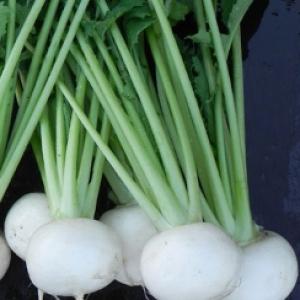 Turnip ‘Tokyo White Cross’ F1  - Brassica rapa
