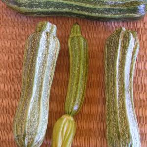 Zucchini ‘Costata Romanesco’ - Cucurbita pepo