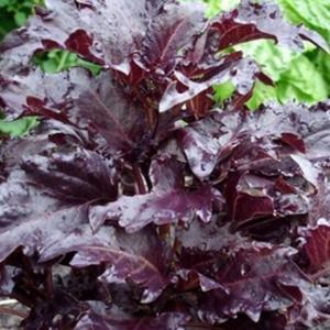 BASIL ‘Purple Ruffles’ - Ocimum basilicum