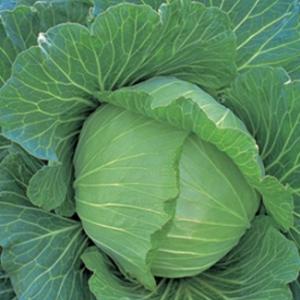 Cabbage 'Copenhagen Market' - Brassica oleracea (capitata group)