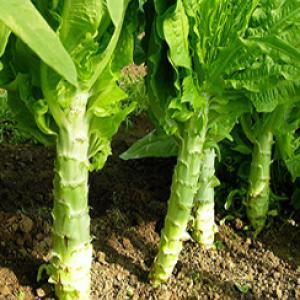Celtuce / Wosun - Lactuca sativa var asparagina