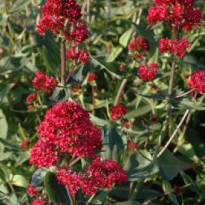 Red Valerian - Centranthus ruber ‘Rosenrot’