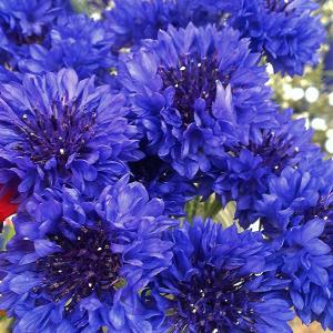 Cornflower, Annual  ‘Blue Boy’  - Centaurea cyanus 'Blue Boy'