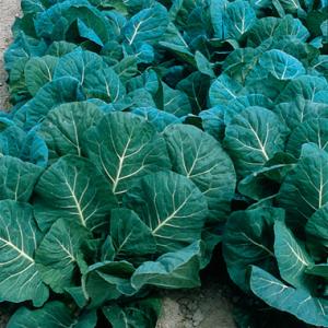 COLLARDS ‘Champion’  - Brassica oleracea