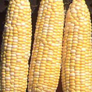 Sweet Corn ‘Polaris’ F1  - Zea mays