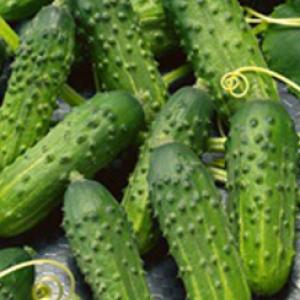 Cucumber ‘Calypso’ - Cucumis sativas