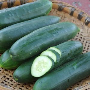 Cucumber ‘Poinsett 76’ - Cucumis sativas