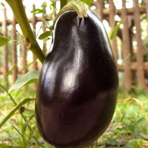 Eggplant ‘Black Italia’ F1  - Solanum melongena 