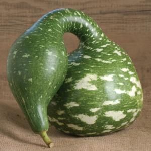 Gourd ‘Speckled Swan’  - Lagenaria siceraria