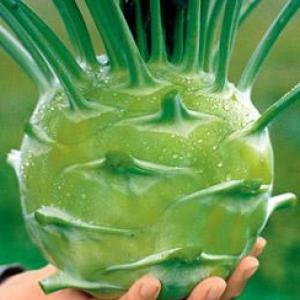 KOHL RABI ‘Superschmelz’ - Brassica oleracea (gongylodes group)