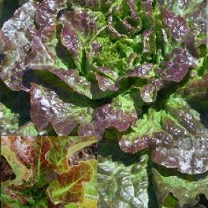 Lettuce 'Bronze Mignonette' - Lactuca sativa