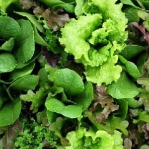 LETTUCE ‘Mesclun Mix’ - Lactuca sativa, Eruca sativa, Brassica rapa, Cichorium intybus