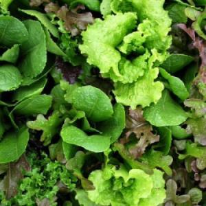 Lettuce 'Mesclun Mix' - Lactuca sativa, Eruca sativa, Brassica rapa, Cichorium intybus