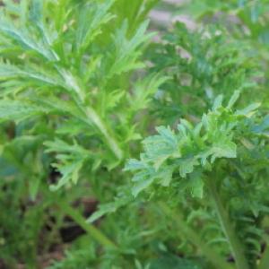 MUSTARD GREEN ‘Wasabi-na’ - Brassica juncea