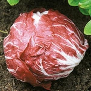 Radicchio 'Chioggia Red Preco' - Cichorium intybus