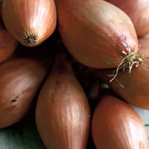 Shallot ‘Roderique’ - Allium ascalonicum