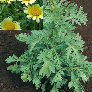 Edible Chrysanthemum ‘Shungiku’ - Glebionis coronaria (L) Cass.ex Spach