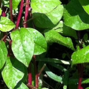 Spinach ‘Malabar Red Climbing’ - Basella rubra