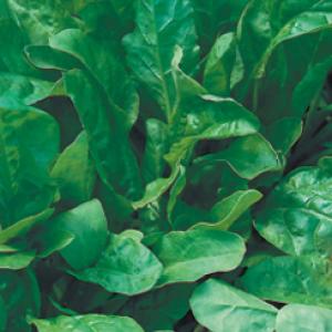 Spinach ‘Perpetual’ - Beta vulgaris